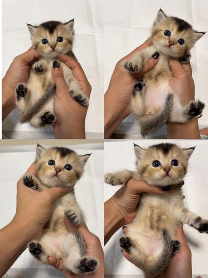 บริติช ชอร์ตแฮร์ (British Shorthair) บริติช