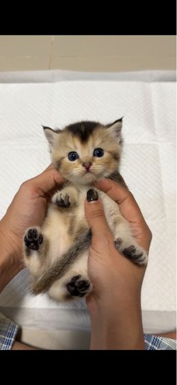 บริติช รูปที่ 4