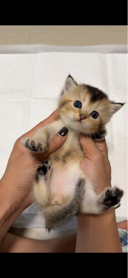 บริติช รูปที่ 2