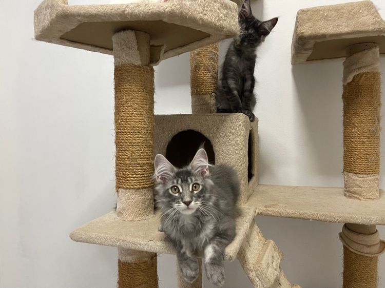 แมวเมนคูนแท้ เพศผู้ รูปที่ 4