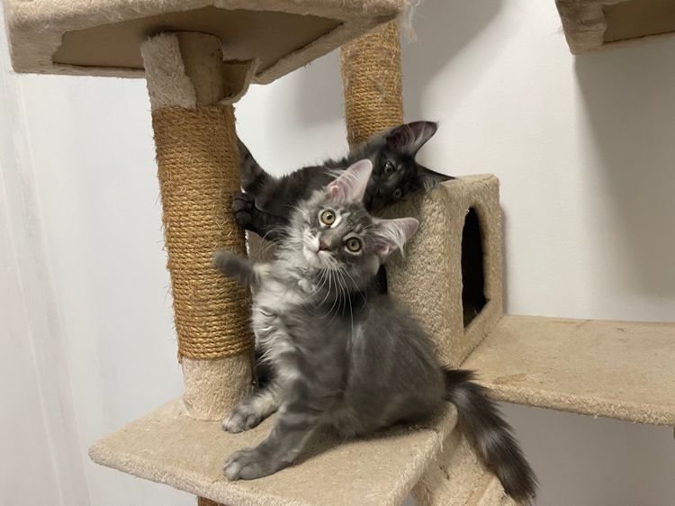 แมวเมนคูนแท้ เพศผู้ รูปที่ 6