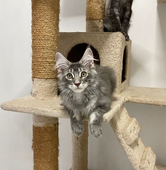 แมวเมนคูนแท้ เพศผู้ รูปที่ 2