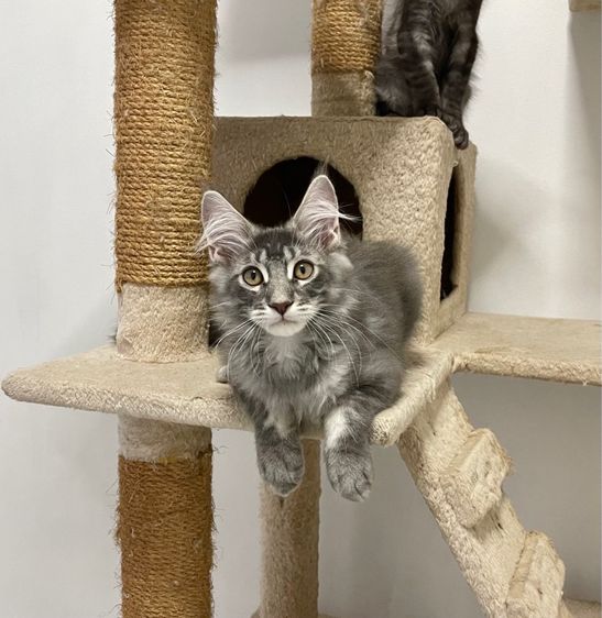 แมวเมนคูนแท้ เพศผู้ รูปที่ 5