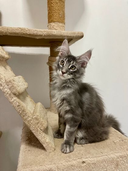 แมวเมนคูนแท้ เพศผู้ รูปที่ 3