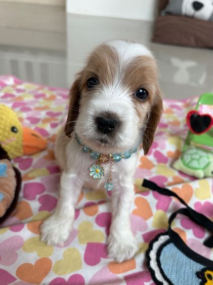 English cocker spaniel อิงลิชค็อกเกอร์สเปเนียล รูปที่ 5