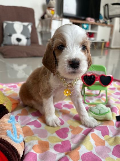 English cocker spaniel อิงลิชค็อกเกอร์สเปเนียล รูปที่ 4