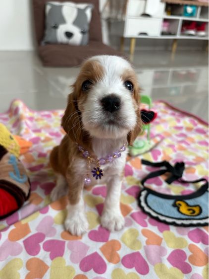 English cocker spaniel อิงลิชค็อกเกอร์สเปเนียล รูปที่ 9