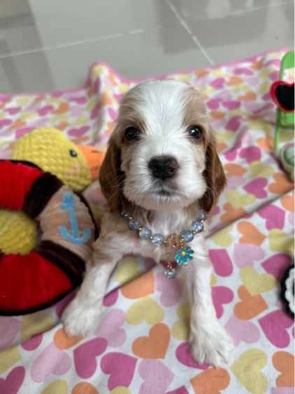 อื่นๆ กลาง English cocker spaniel อิงลิชค็อกเกอร์สเปเนียล