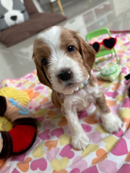 English cocker spaniel อิงลิชค็อกเกอร์สเปเนียล รูปที่ 8