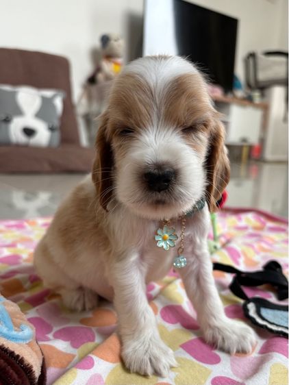 English cocker spaniel อิงลิชค็อกเกอร์สเปเนียล รูปที่ 6