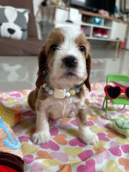 English cocker spaniel อิงลิชค็อกเกอร์สเปเนียล รูปที่ 7