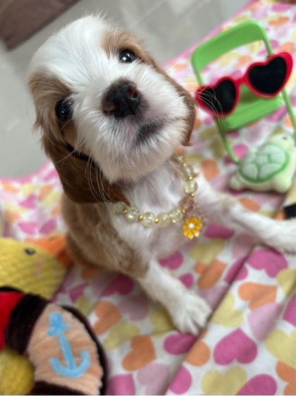 English cocker spaniel อิงลิชค็อกเกอร์สเปเนียล รูปที่ 3