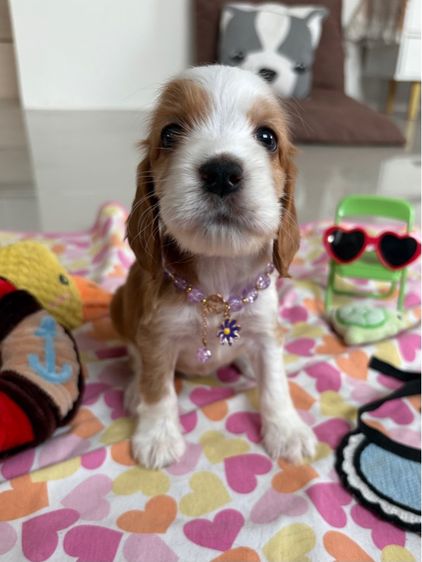 English cocker spaniel อิงลิชค็อกเกอร์สเปเนียล รูปที่ 10