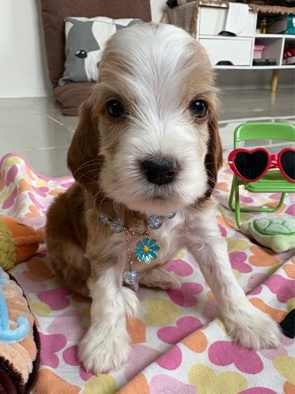 English cocker spaniel อิงลิชค็อกเกอร์สเปเนียล รูปที่ 2