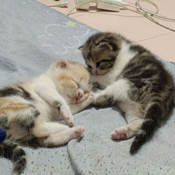 สก็อตติช โฟลด์ (Scottish Fold) ลูกแมวสก็อตติชโฟล์ด
