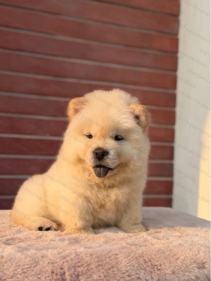 เชาเชา รูปที่ 5