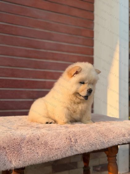 เชาเชา รูปที่ 9