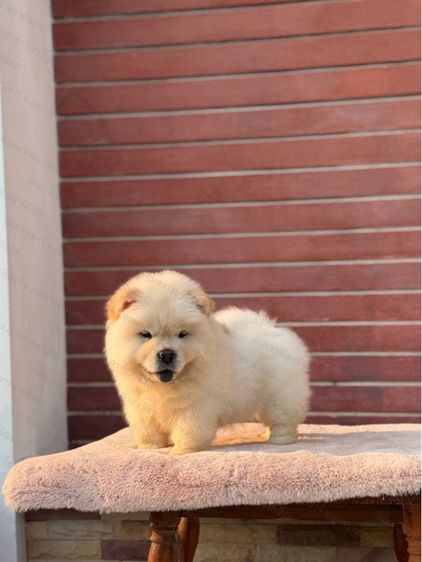 เชาเชา รูปที่ 3