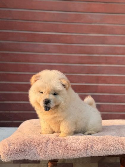 เชาเชา รูปที่ 2