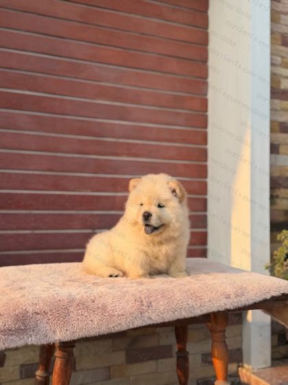 เชาเชา รูปที่ 4