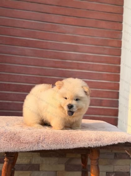 เชาเชา รูปที่ 8