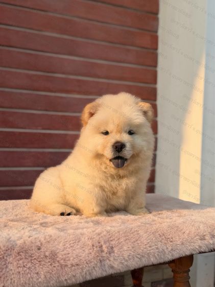 เชาเชา รูปที่ 6