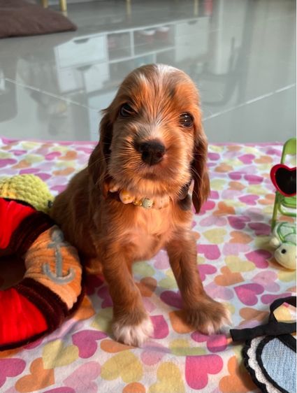 English Cocker spaniel (อิงลิชค็อกเกอร์สเปเนียล)