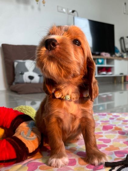 English Cocker spaniel (อิงลิชค็อกเกอร์สเปเนียล) รูปที่ 3