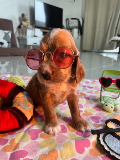 English Cocker spaniel (อิงลิชค็อกเกอร์สเปเนียล) รูปที่ 2