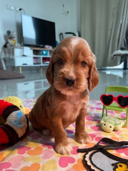 English Cocker spaniel (อิงลิชค็อกเกอร์สเปเนียล) รูปที่ 4