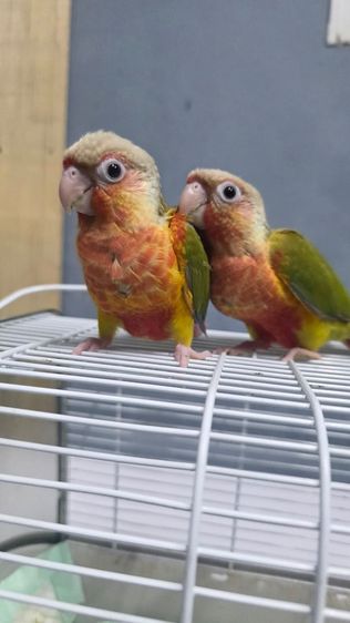 ลูกป้อน ยกคู่ นกแก้วกรีนชีคเรดแพเปิ้ล