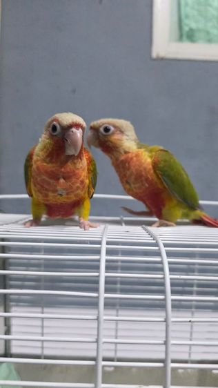 ลูกป้อน ยกคู่ นกแก้วกรีนชีคเรดแพเปิ้ล รูปที่ 2