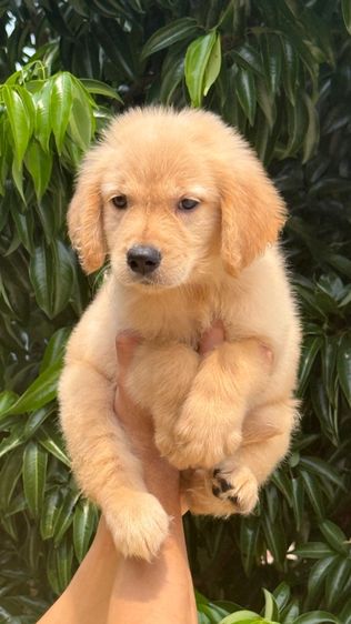 โกลเด้นรีทรีฟเวอร์ (Golden Retriever) เล็ก โกเด้นแท้