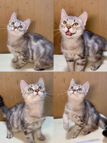 แมวสก๊อตติชโฟลด์