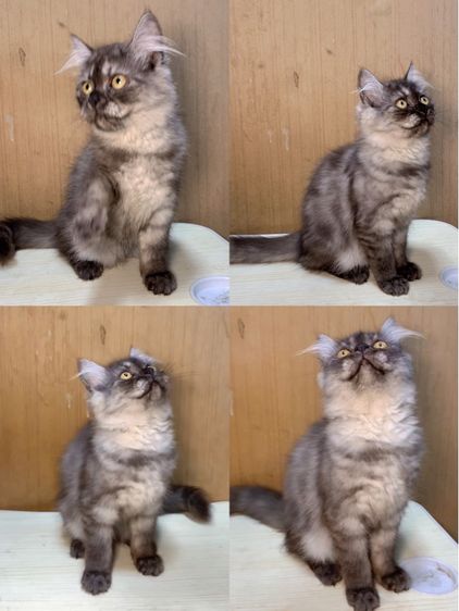 สก๊อตติช