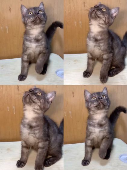 สก๊อตติชโฟลด์