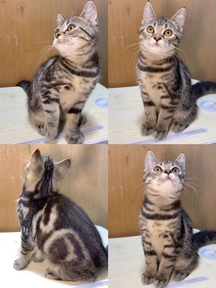 สก๊อตติชโฟลด์