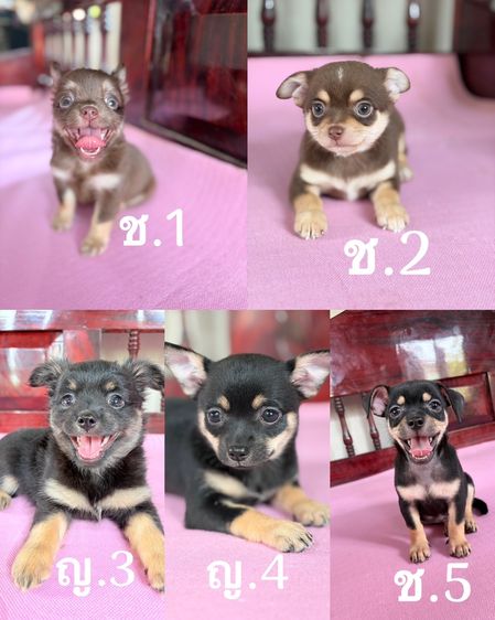 เหมาคอก ลูกชิวาว่าแท้ 5 ตัว