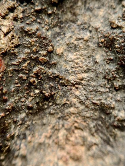 พระหูยาน กรุเก่า กรุวัดพระศรีรัตนมหาธาตุลพบุรี เนื้อชินสนิมแดง  รูปที่ 12