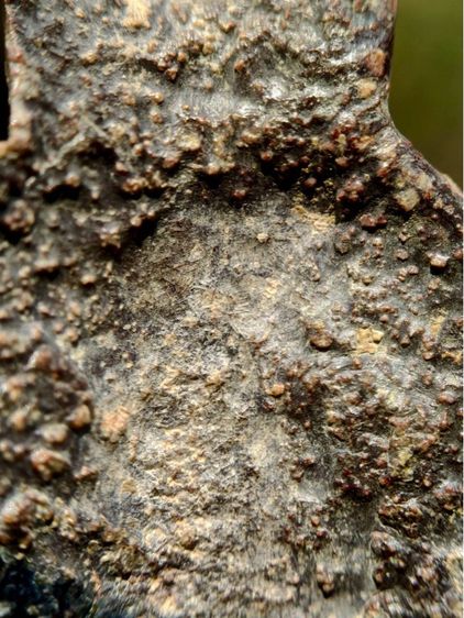 พระหูยาน กรุเก่า กรุวัดพระศรีรัตนมหาธาตุลพบุรี เนื้อชินสนิมแดง  รูปที่ 13