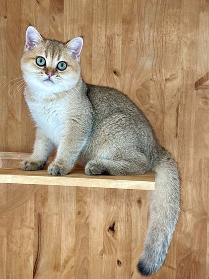 บริติช ชอร์ตแฮร์ (British Shorthair) แมว บริติซ ชาย Ny WCF by ARC