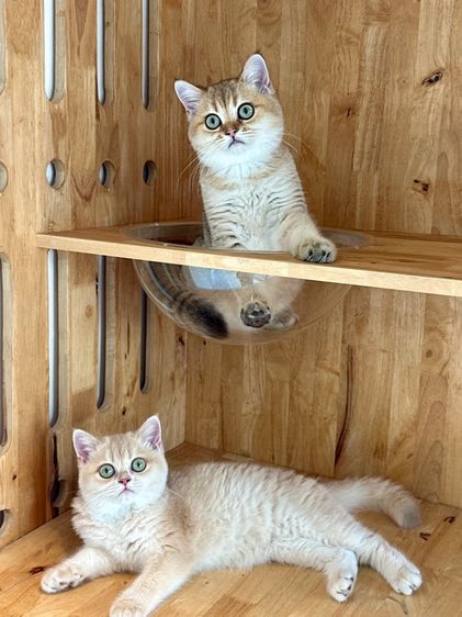 แมว บริติซ ชาย Ny WCF by ARC รูปที่ 3