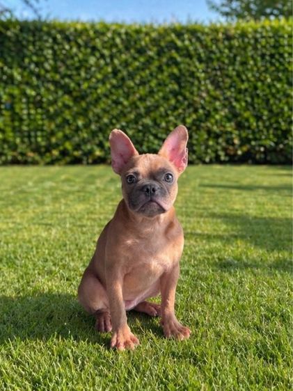 เฟรนช์ บูลด็อก (French Bulldog) เล็ก เฟรนบลูด็อก