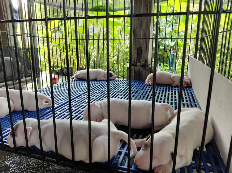 สุนัขบลูเทอเรีย Bullterrier std รูปที่ 2