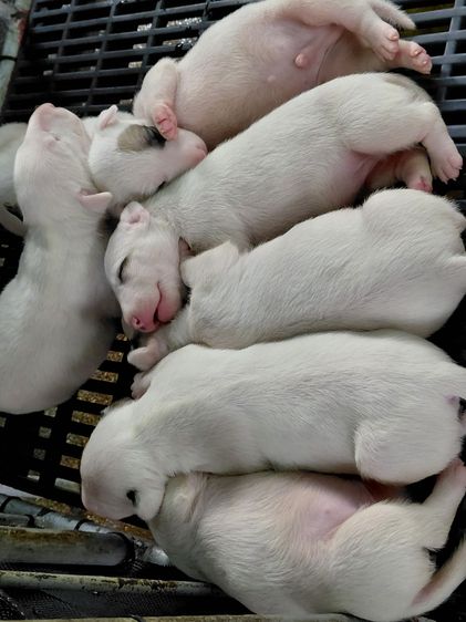 สุนัขบลูเทอเรีย Bullterrier std รูปที่ 8