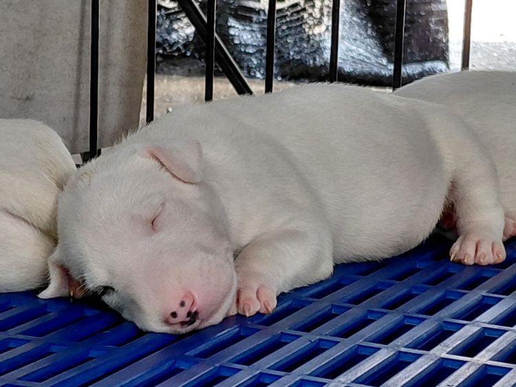 สุนัขบลูเทอเรีย Bullterrier std รูปที่ 5