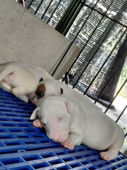 สุนัขบลูเทอเรีย Bullterrier std รูปที่ 4