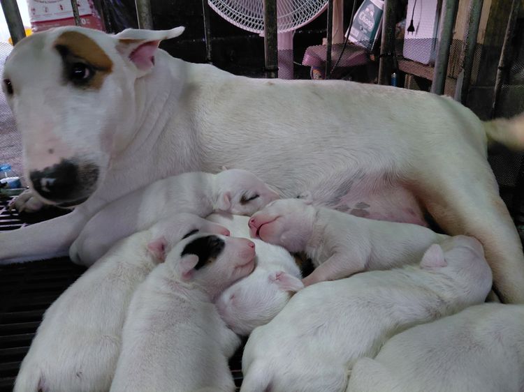 สุนัขบลูเทอเรีย Bullterrier std รูปที่ 10