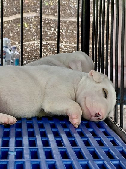 สุนัขบลูเทอเรีย Bullterrier std รูปที่ 6