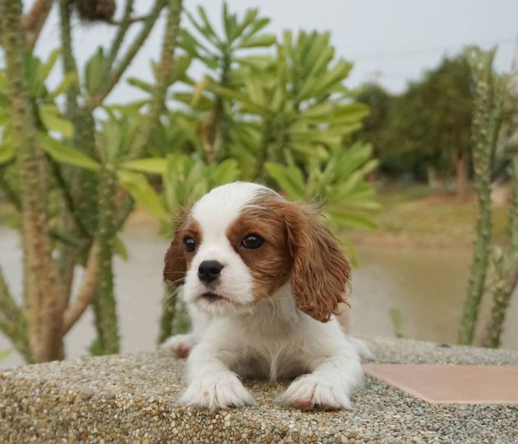 คาวาเลียร์ คิง ชาลส์ สแปเนียล (Cavalier King Charles Spaniel) เล็ก น้อ งหม าคาวาเลียร์ คิงชาลส์ สแปเนียล เพ ศผู้ Cavalier King Charles Spaniel Mal e